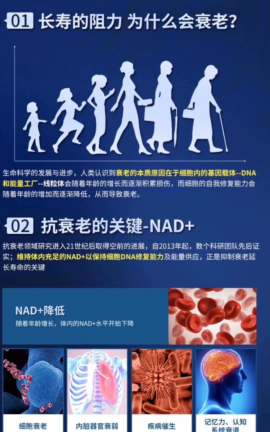 古特生物 01长命的阻力 为甚么会朽迈?02 抗朽迈的关头-NAD+