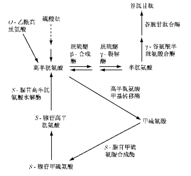 古特生物 古特生物