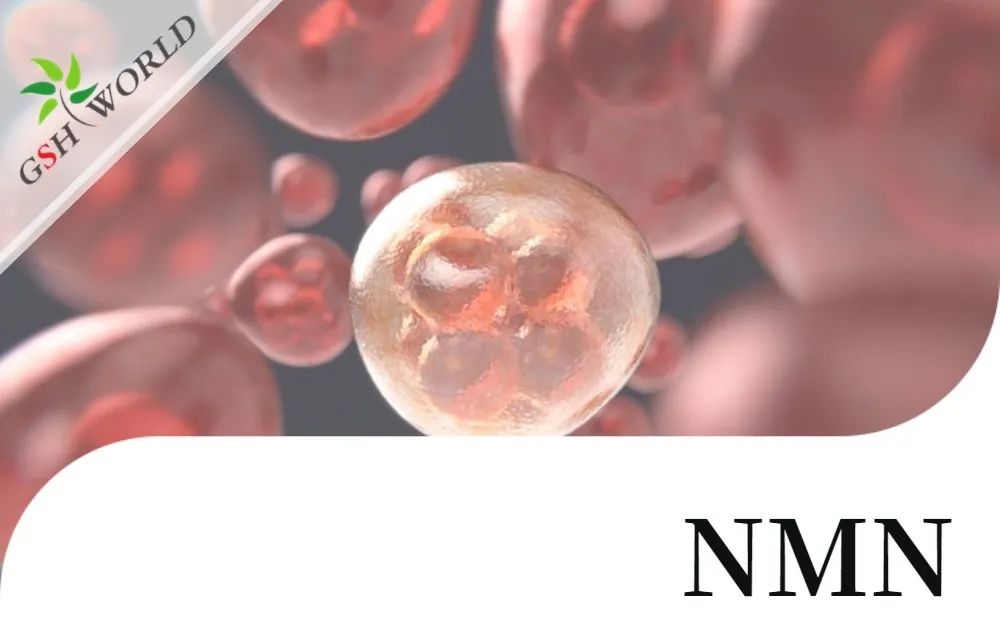 行业存眷 - NMN改良 RPE 中碘酸钠引发的细胞朽迈和炎症