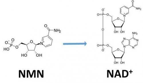 古特生物 古特生物