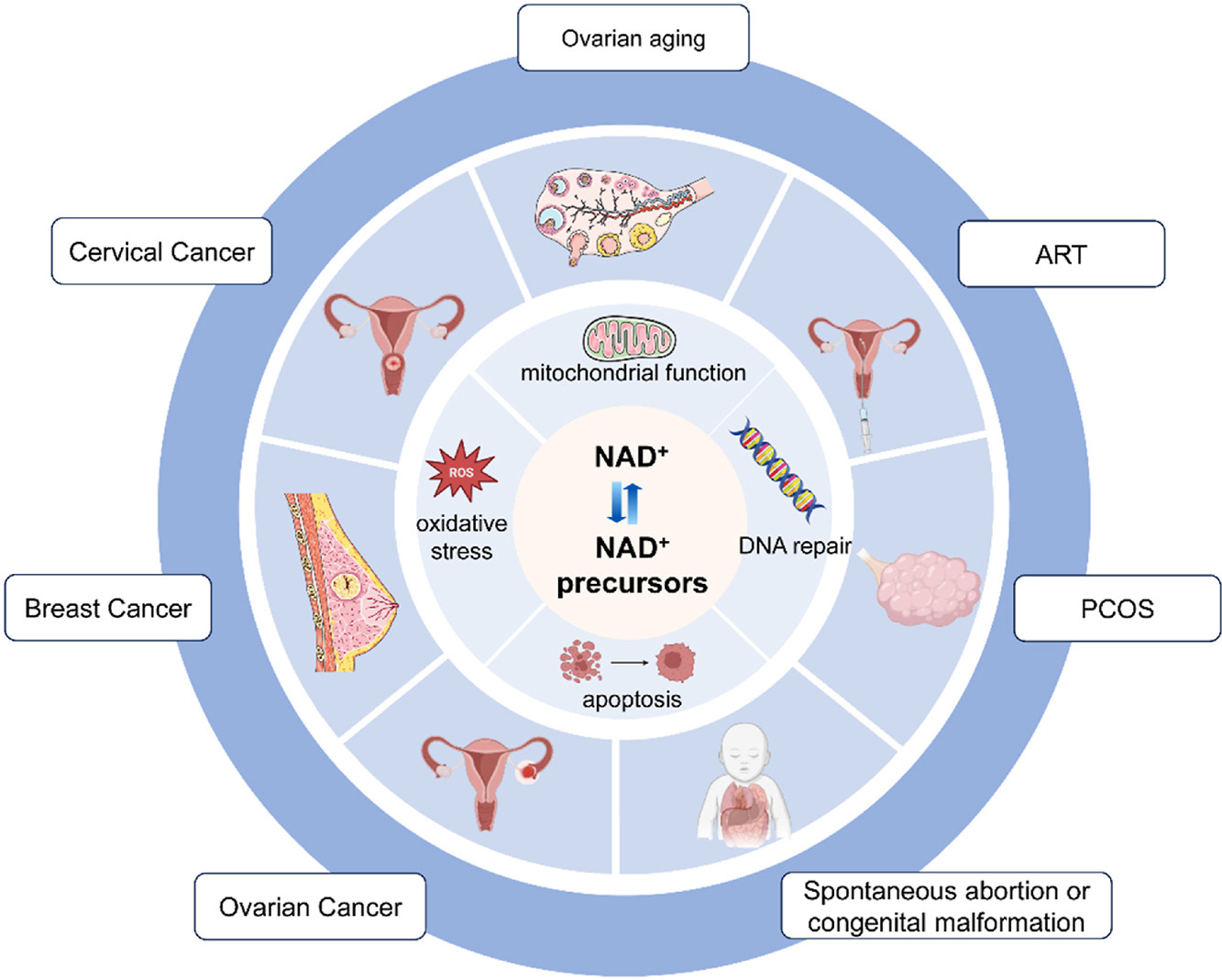 NAD+程度在卵巢和子宫等生殖器官中下降