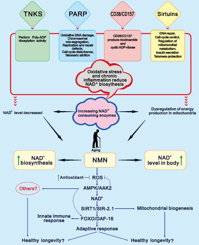 古特生物 NMN介导长命的假定模子和NAD+程度随春秋降落的首要缘由