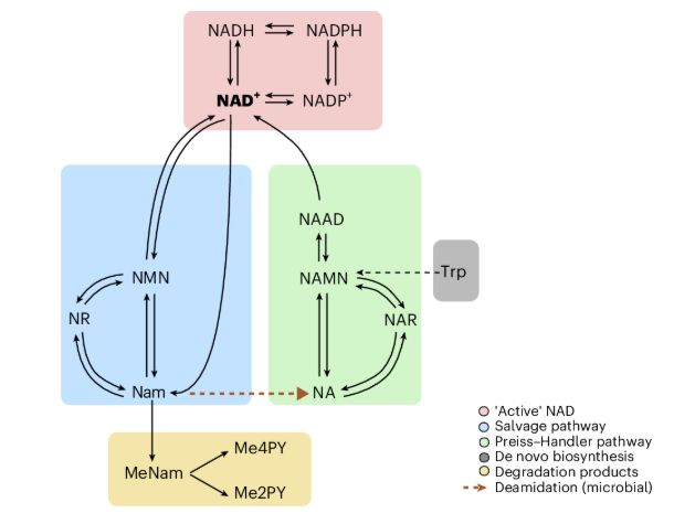 NAD+生物分解路子静态表示图 NAD+生物分解路子静态表示图