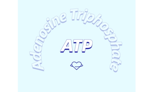 ATP在体育熬炼中有甚么感化？